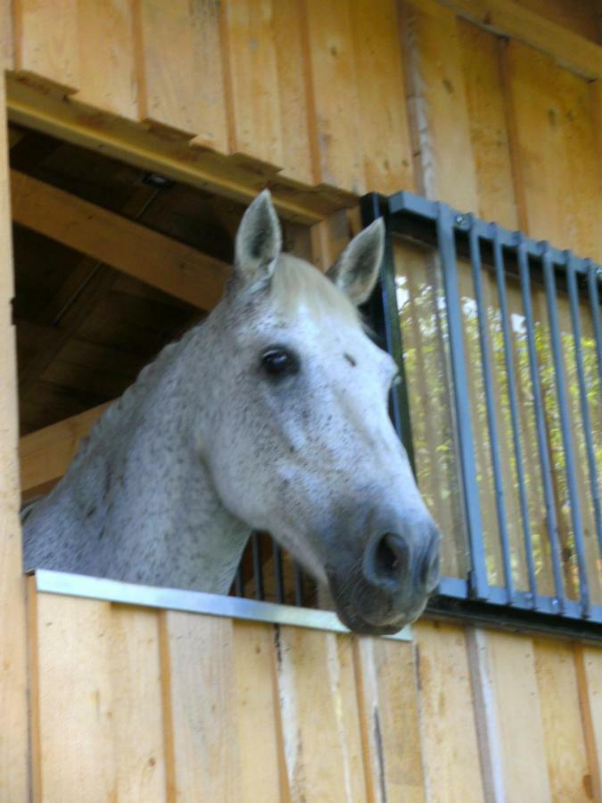 Ferienwohnung Auf Dem Erlebnisreiterhof Kreipl Grattersdorf Eksteriør bilde