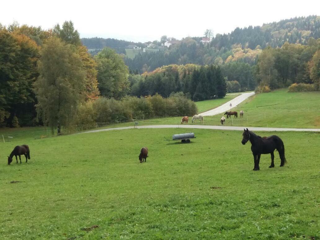 Ferienwohnung Auf Dem Erlebnisreiterhof Kreipl Grattersdorf Eksteriør bilde